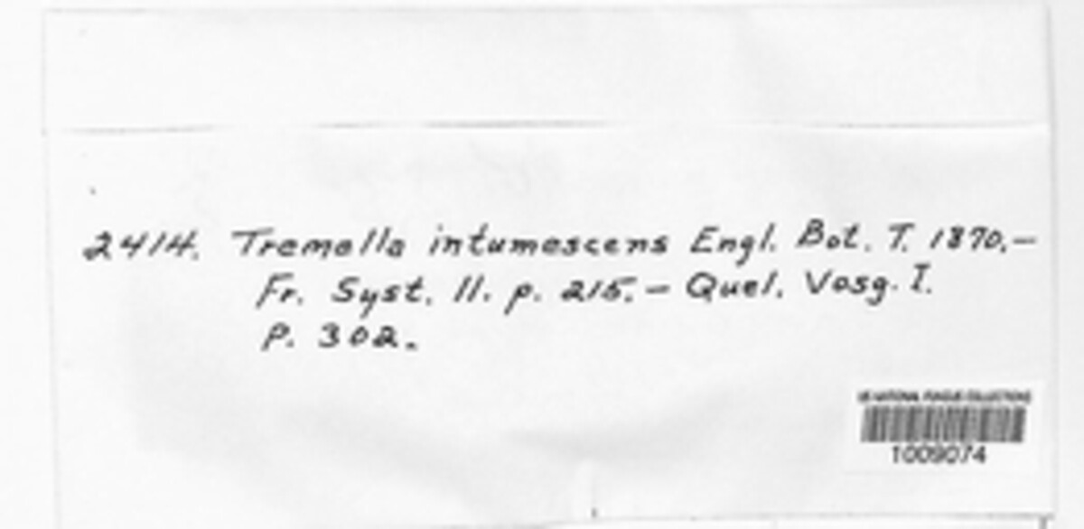 Exidia intumescens image